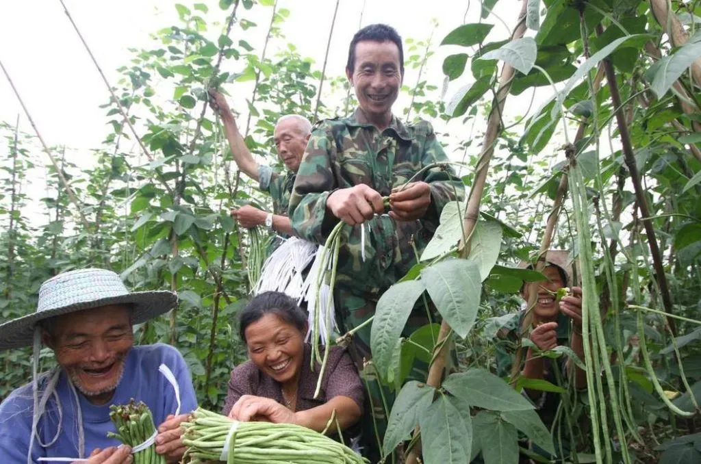 豆角种植技术与管理方法（豆角如何种植和管理）