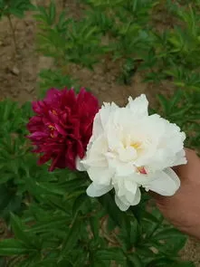 芍药鲜切花能养几天(鲜切花花期最长的花排名)