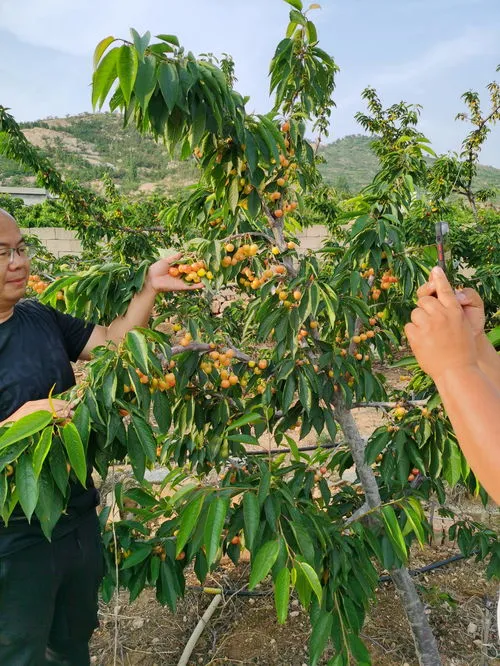 樱桃树必须2棵以上才结果吗(单独一棵樱桃树可以结果吗)