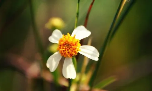 兰花花期多长时间(一年四季都开花的兰花品种)