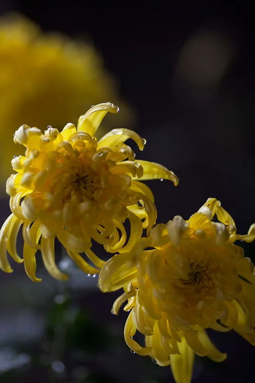 菊花是什么意思(情侣之间的菊花是什么意思)