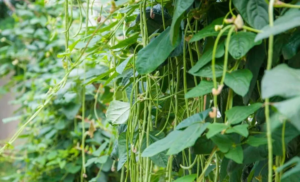 豆角种植技术与管理方法（豆角如何种植和管理）