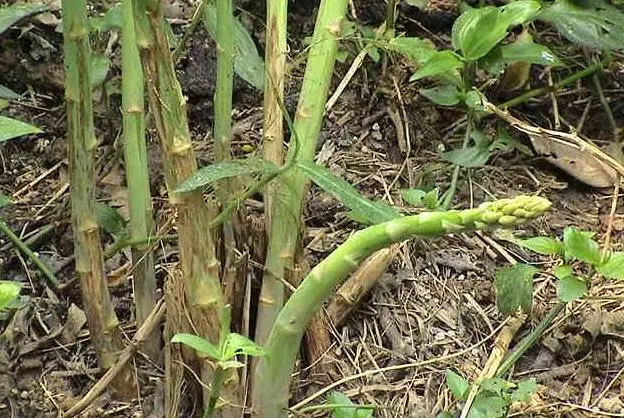 芦笋的种植方法