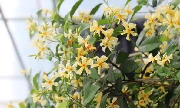 风车茉莉一年开几次花（风车茉莉的养殖方法）