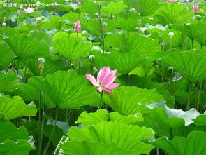 浮岛种植水生植物(生态浮岛多少钱一平方)