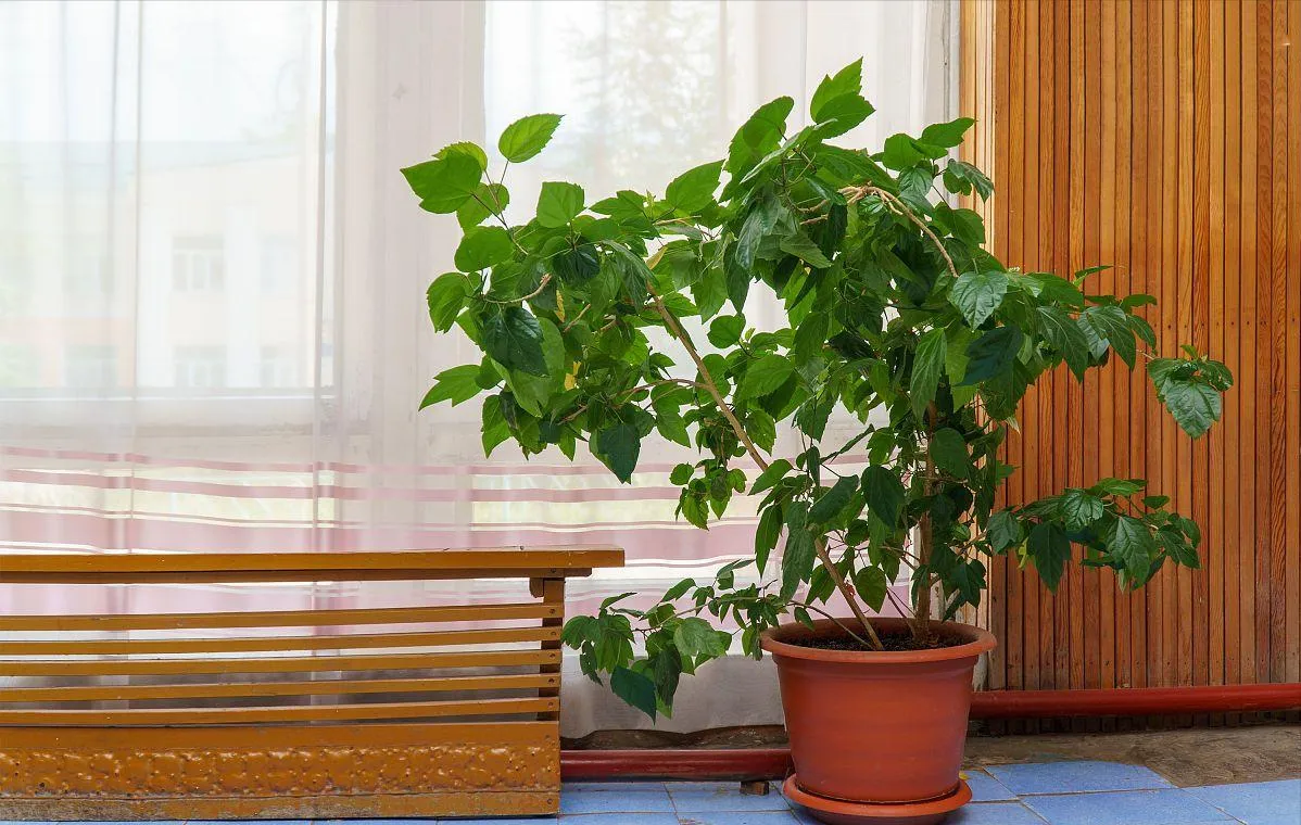 十大镇宅辟邪的花卉（镇宅花排行榜前十）