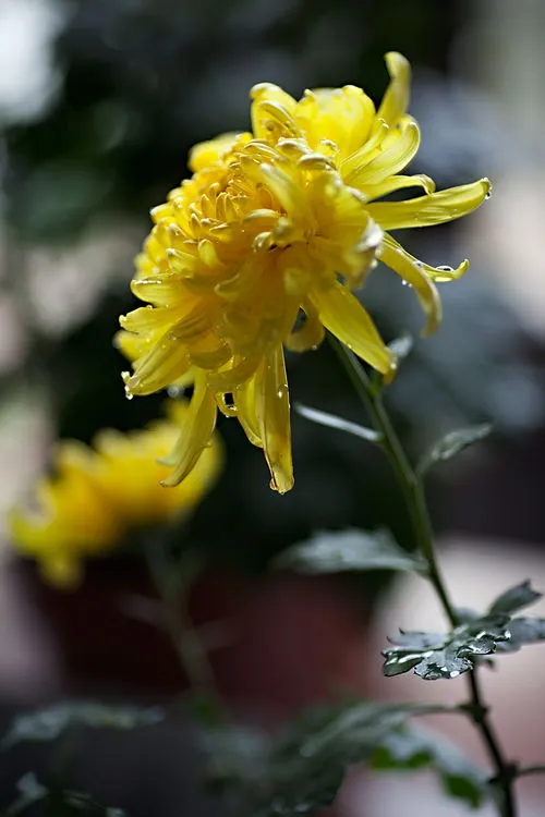 菊花是什么意思(情侣之间的菊花是什么意思)