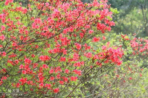 杜鹃花和映山红是不是一种花(红色杜鹃花的寓意和象征)