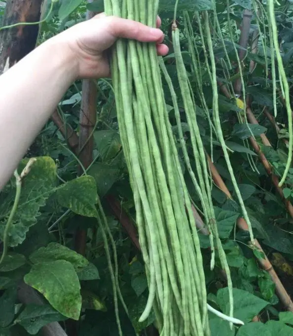 豆角种植技术与管理方法（豆角如何种植和管理）