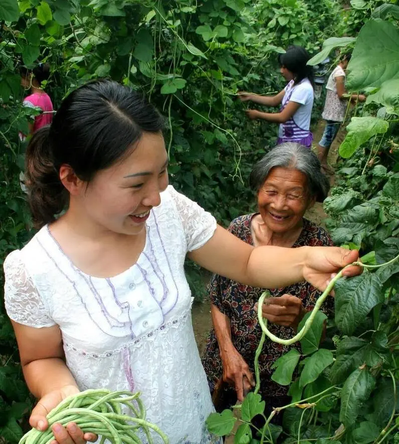 豆角种植技术与管理方法（豆角如何种植和管理）