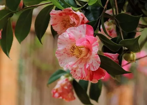 昆明市花是什么(昆明路边的花是什么花)