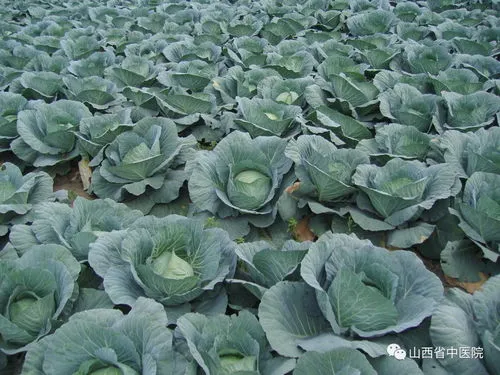 紫色的菜叫什么蔬菜(长长的紫色梗的是什么菜)