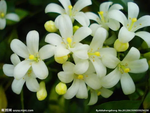 七里香花的养殖方法(七里香与九里香叶子区别图片)