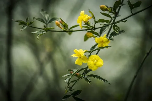 迎春花花语(描写迎春花的优美句子)