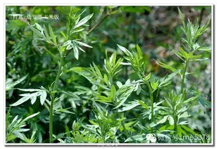 河南十香菜与薄荷区别(荆芥为什么只有河南人吃)