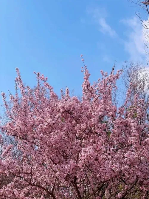 紫叶李是樱花吗(紫叶矮樱与紫叶李区别)