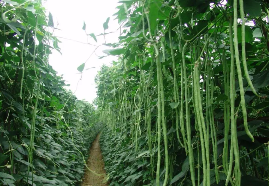 豆角种植技术与管理方法（豆角如何种植和管理）