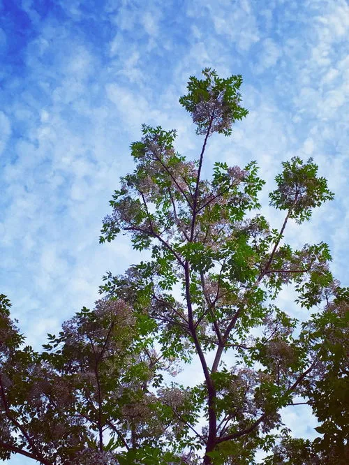 苦楝树的寓意(苦楝树在风水上好不好)