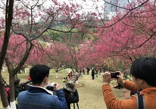 格桑花种子种植方法和时间(格桑花种子什么时候播种最好)