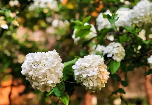 什么花的花语是至死不渝的爱(什么花的花语是永恒的爱)