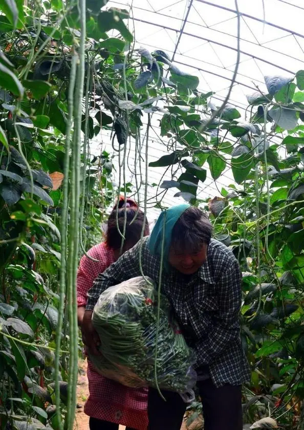 豆角种植技术与管理方法（豆角如何种植和管理）