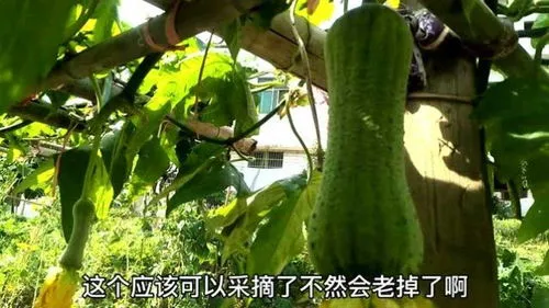 丝瓜种植技术与管理(丝瓜种植技术与管理视频教程)