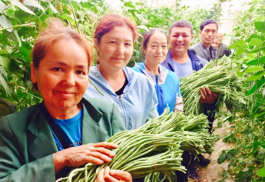 豆角种植技术与管理方法（豆角如何种植和管理）