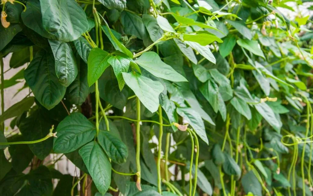 豆角种植技术与管理方法（豆角如何种植和管理）