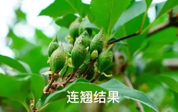 迎春花和连翘花的区别（连翘和迎春花怎么区分）