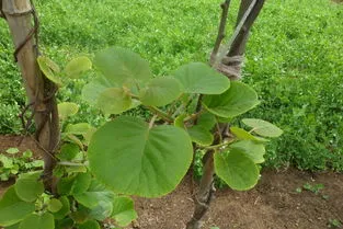 最旺宅的植物(八种植物招财又旺宅)