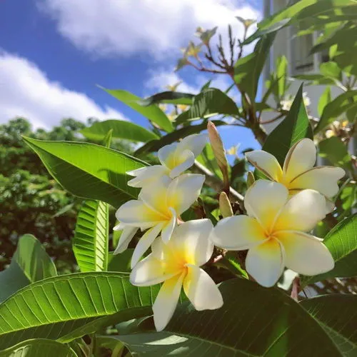 什么花的花语是希望和未来(花语是希望与救赎的花)