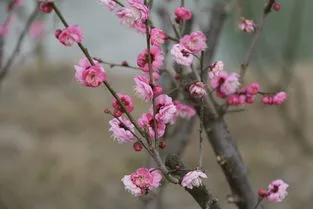 海棠是什么意思(海棠文是什么意思网络用语)