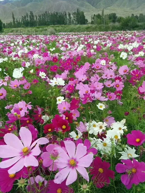 格桑花种子种植方法和时间(格桑花种子什么时候播种最好)