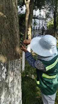 把杨树弄死最简单办法(杀死大树的最好最快的农药)