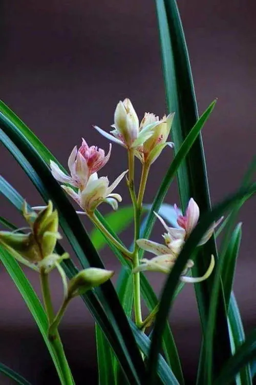 兰花的栽培与管理(兰花栽培方法及注意事项)