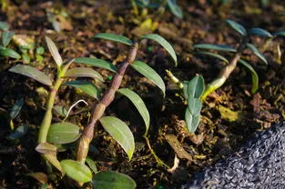 石斛如何种植(石斛种植技术 新手必看)