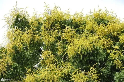 最旺宅的植物(八种植物招财又旺宅)