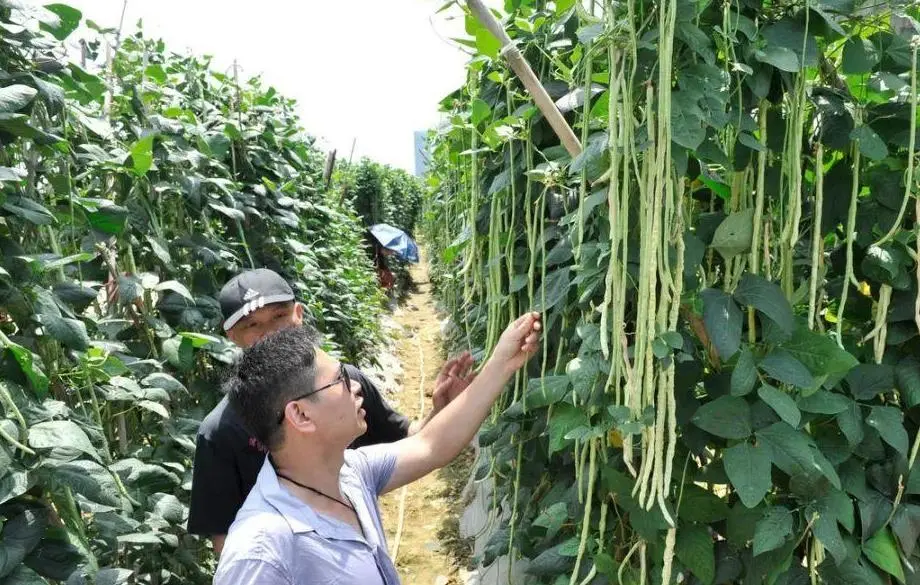 豆角种植技术与管理方法（豆角如何种植和管理）