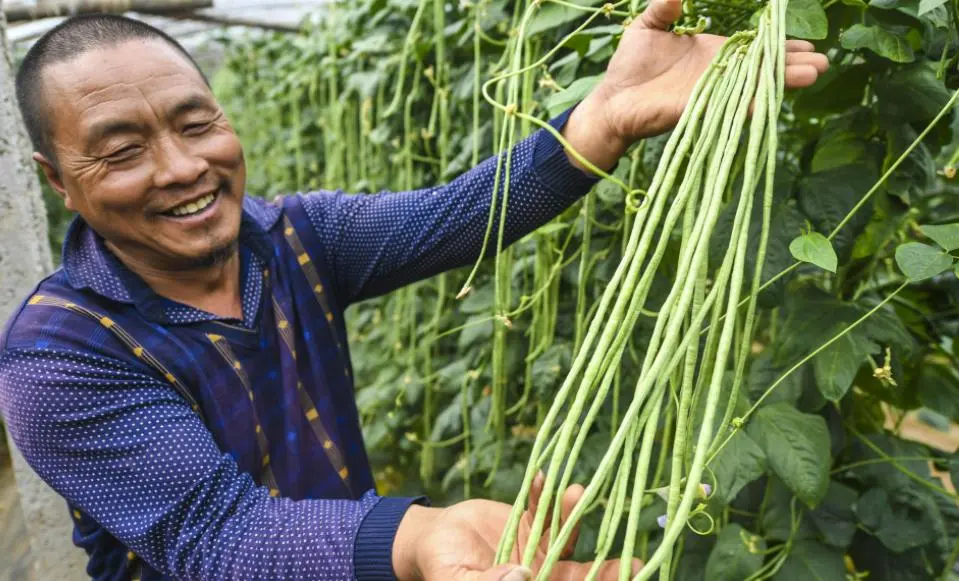 豆角种植技术与管理方法（豆角如何种植和管理）