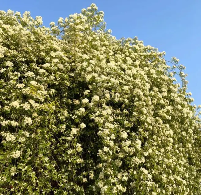 木香花的风水禁忌（关于木香花的基本情况介绍）