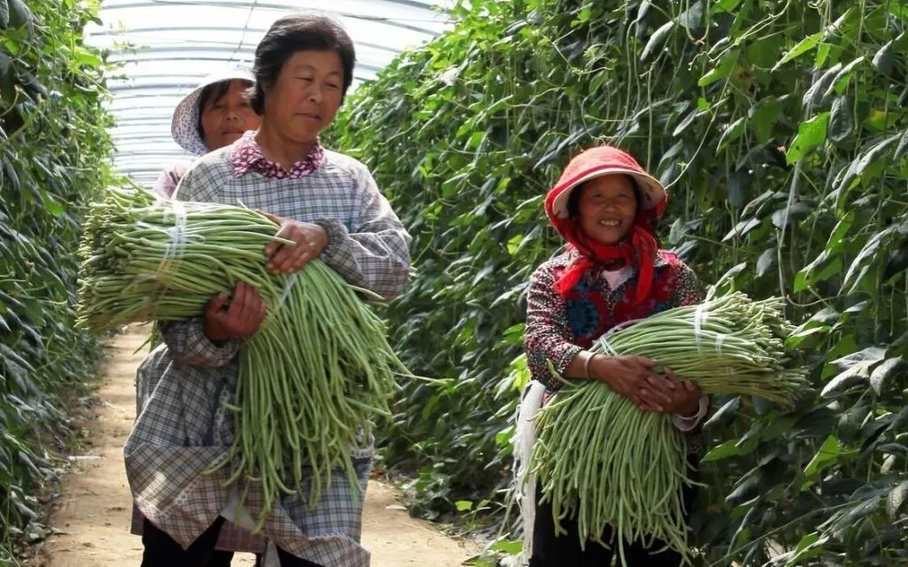 豆角种植技术与管理方法（豆角如何种植和管理）