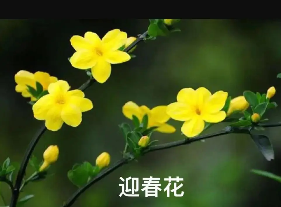 迎春花和连翘花的区别（连翘和迎春花怎么区分）