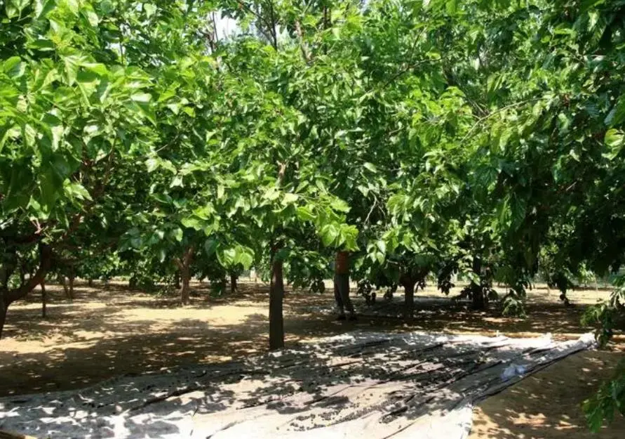 桑树的栽培种植技术