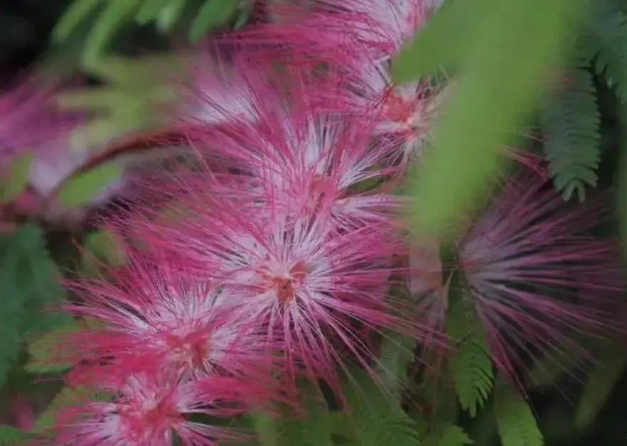 什么花一年四季开花又最好养