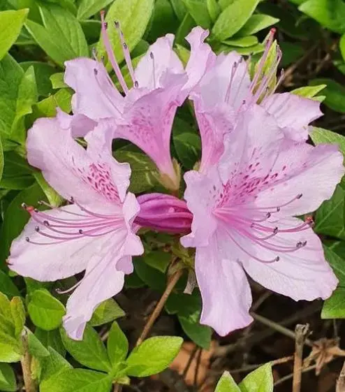 杜鹃花什么季节开