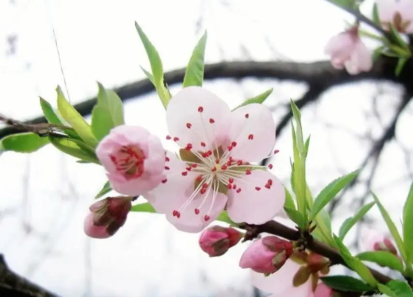 桃花长什么样子（桃花有什么特点）