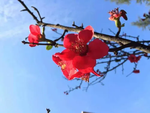 什么花的花语是希望和未来(花语是希望与救赎的花)