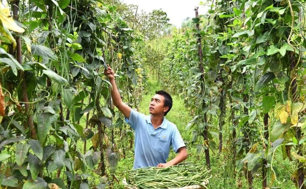 豆角种植技术与管理方法（豆角如何种植和管理）