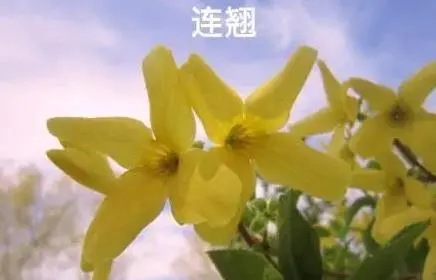 迎春花和连翘花的区别（连翘和迎春花怎么区分）