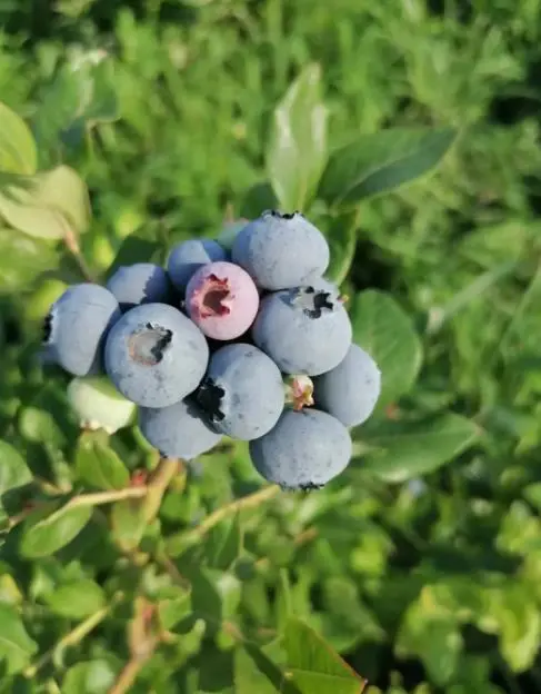 蓝莓喜阴还是喜阳（详细解答）